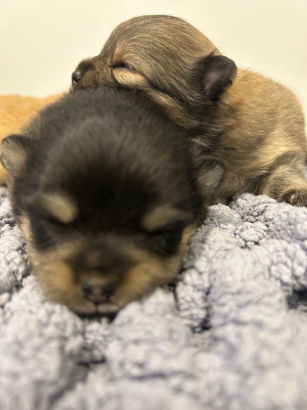 Pomeranian puppies for sale in Thirsk, North Yorkshire – KC registered, 5 weeks old - Image 2 of 13