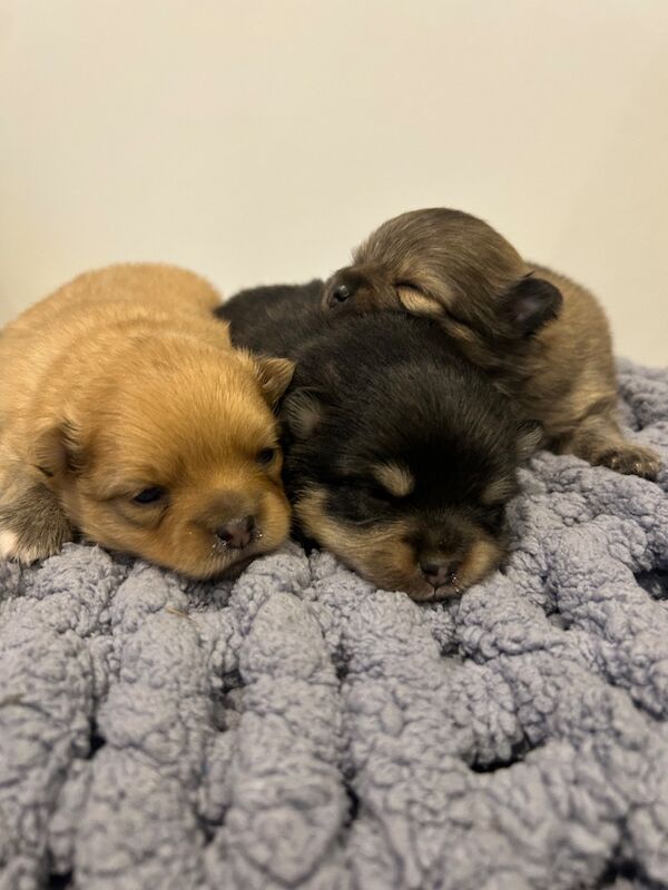 Pomeranian puppies for sale in Thirsk, North Yorkshire – KC registered, 5 weeks old - Image 4 of 13
