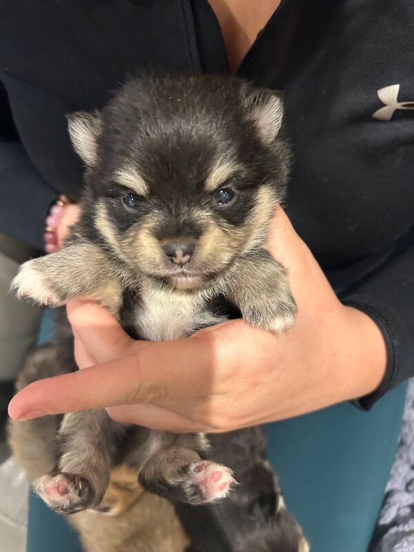 Pomeranian puppies for sale in Thirsk, North Yorkshire – KC registered, 5 weeks old - Image 5 of 13