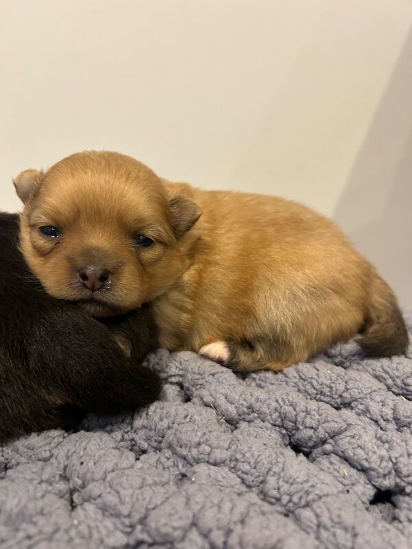 Pomeranian puppies for sale in Thirsk, North Yorkshire – KC registered, 5 weeks old - Image 6 of 13