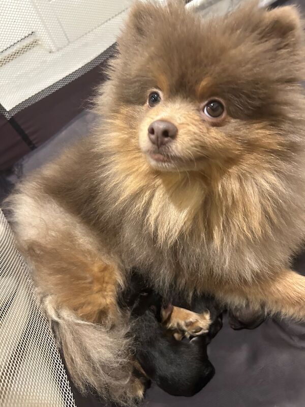 Pomeranian puppies for sale in Thirsk, North Yorkshire – KC registered, 5 weeks old - Image 9 of 13