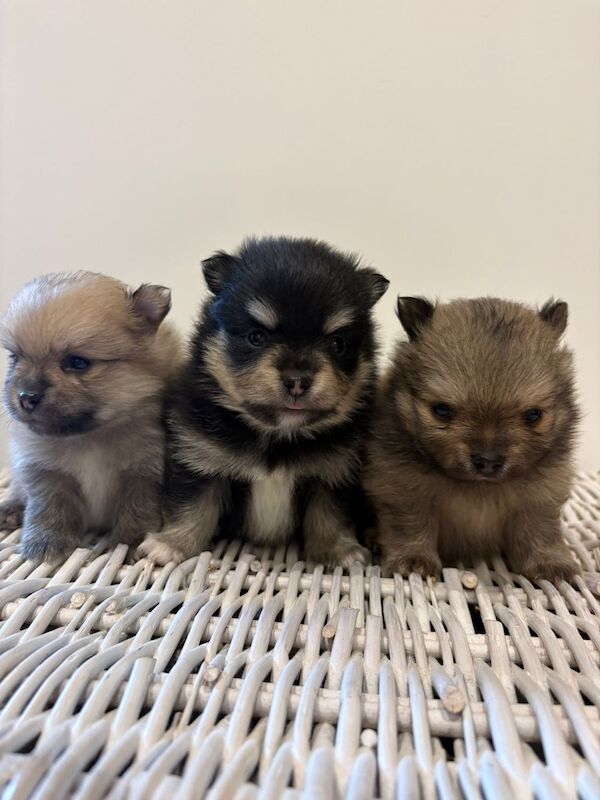 Pomeranian puppies for sale in Thirsk, North Yorkshire – KC registered, 5 weeks old - Image 11 of 13