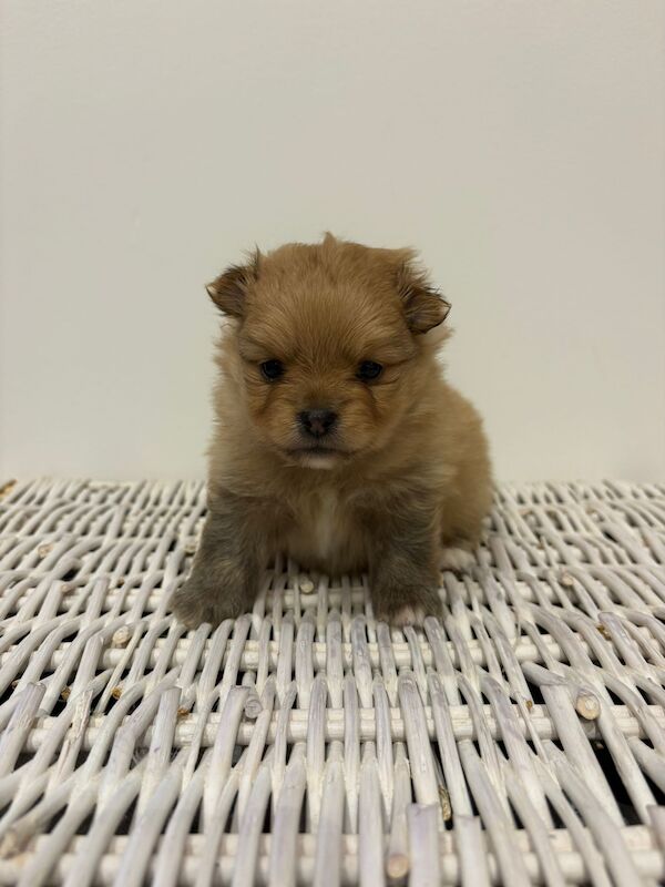 Pomeranian puppies for sale in Thirsk, North Yorkshire – KC registered, 5 weeks old - Image 13 of 13