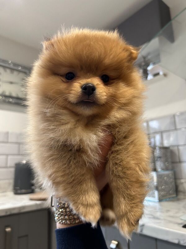 Kc reg Pomeranian - Image 12 of 12