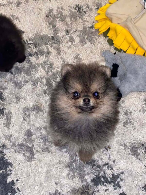 Pomeranian puppies for sale in Dungiven, County Londonderry – KC registered, 11 weeks old