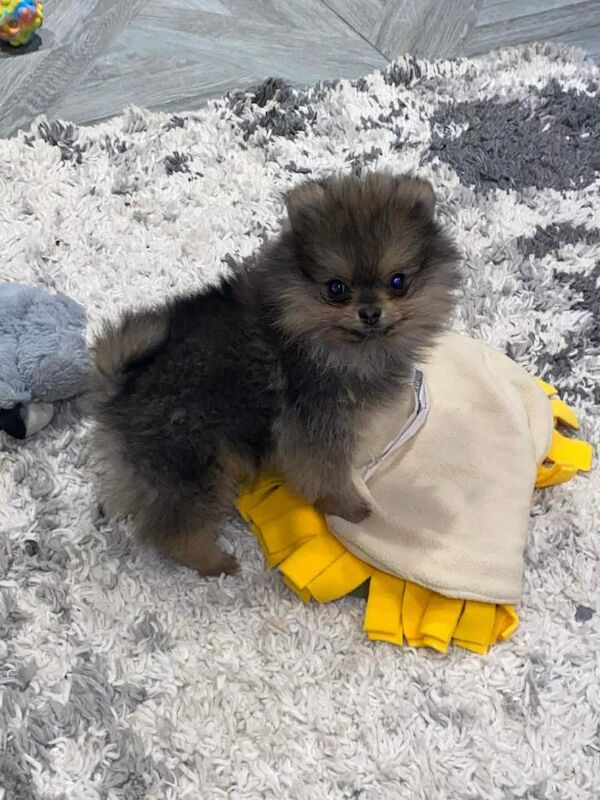 Pomeranian puppies for sale in Dungiven, County Londonderry – KC registered, 11 weeks old - Image 2 of 2