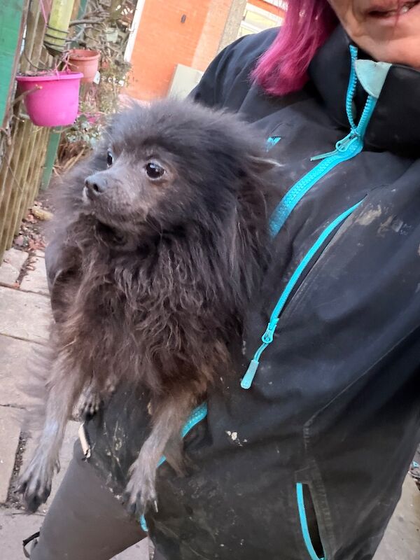 Pomeranian puppies for sale in Peterborough, Cambridgeshire – KC registered, 4 years old