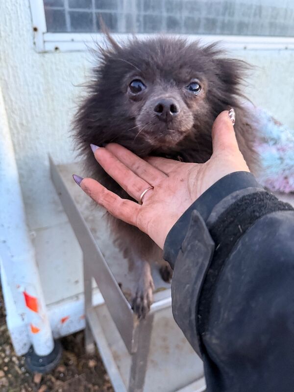 Pomeranian puppies for sale in Peterborough, Cambridgeshire – KC registered, 4 years old - Image 2 of 3