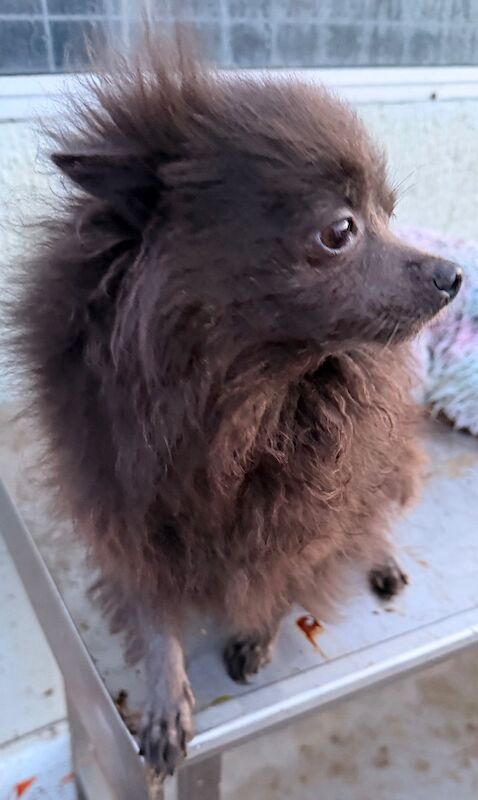 Pomeranian puppies for sale in Peterborough, Cambridgeshire – KC registered, 4 years old - Image 3 of 3