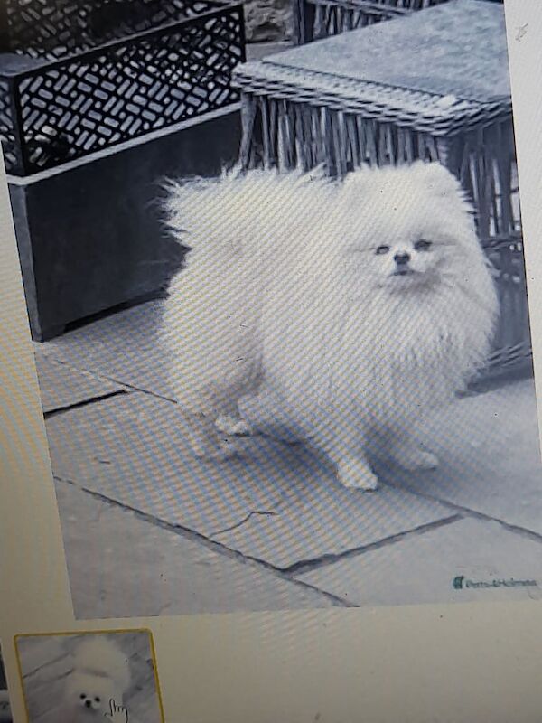 Pomeranian puppies for sale in Knottingley, West Yorkshire – 12 months old - Image 2 of 3