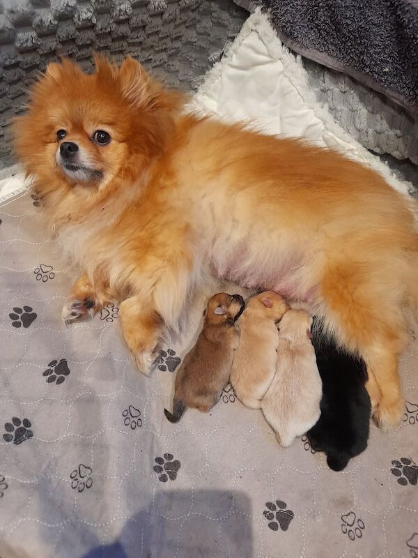 Pomeranian puppies for sale in Knottingley, West Yorkshire – 12 months old - Image 3 of 3