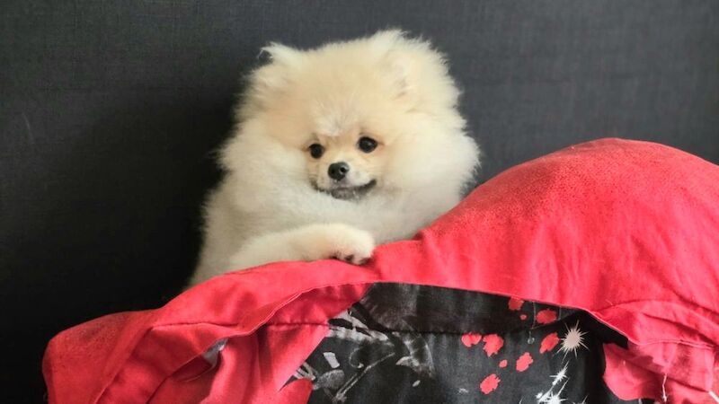 KC Reg Pomeranian puppies for sale