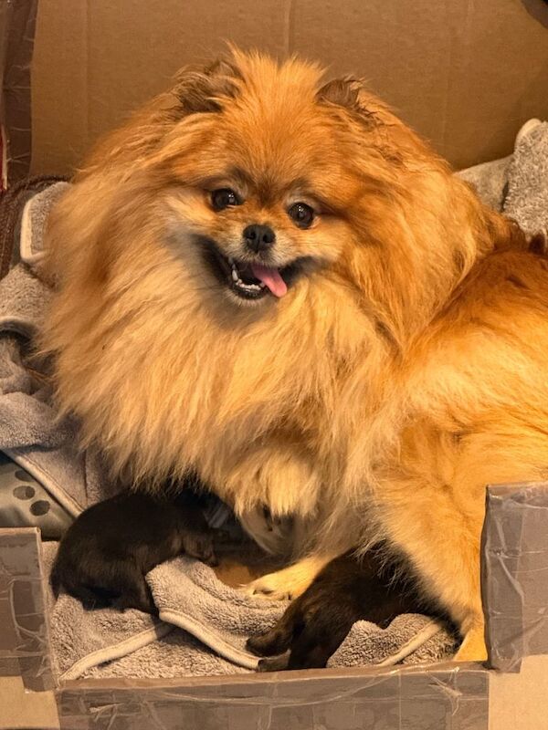Kennel Club Registered Pomeranian Puppies For Sale