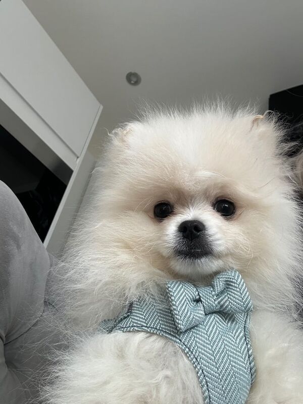 Pomeranian puppies for sale in South Side, City of Edinburgh – KC registered, 4 months old