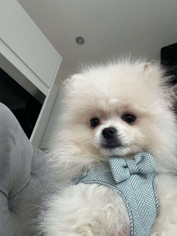 Pomeranian puppies for sale in South Side, City of Edinburgh – KC registered, 4 months old - Image 2 of 3