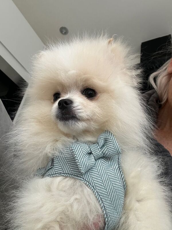 Pomeranian puppies for sale in South Side, City of Edinburgh – KC registered, 4 months old - Image 3 of 3