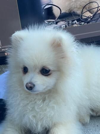kc reg white Pomeranian girl for sale in Bradford, West Yorkshire - Image 1