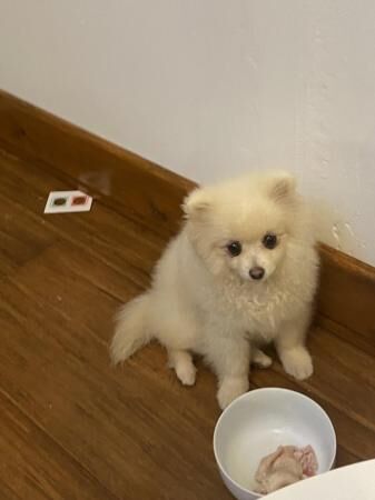 kc reg white Pomeranian girl for sale in Bradford, West Yorkshire - Image 2
