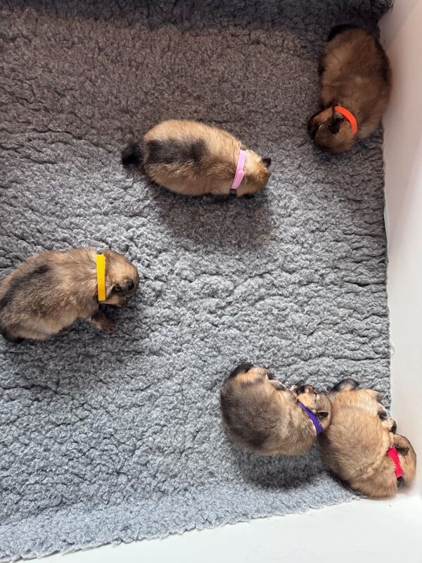 Pomeranian puppies for sale in Thornhill, Dumfries – KC registered, 4 weeks old