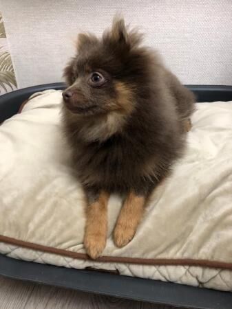 Kc registered lilac and tan pomeranian boy - Image 3 of 5