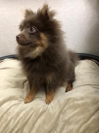 Kc registered lilac and tan pomeranian boy - Image 5 of 5