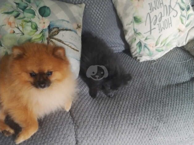 Pomeranian puppies for sale in Newtown, Stirling and Falkirk – KC registered, 4 years old - Image 2 of 5