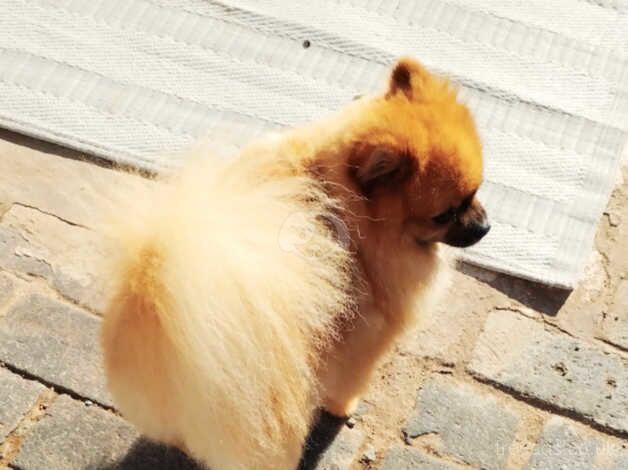 Pomeranian puppies for sale in Newtown, Stirling and Falkirk – KC registered, 4 years old - Image 3 of 5