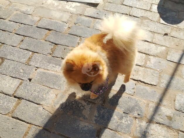 Pomeranian puppies for sale in Newtown, Stirling and Falkirk – KC registered, 4 years old - Image 4 of 5