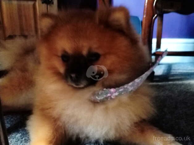 Pomeranian puppies for sale in Newtown, Stirling and Falkirk – KC registered, 4 years old - Image 5 of 5