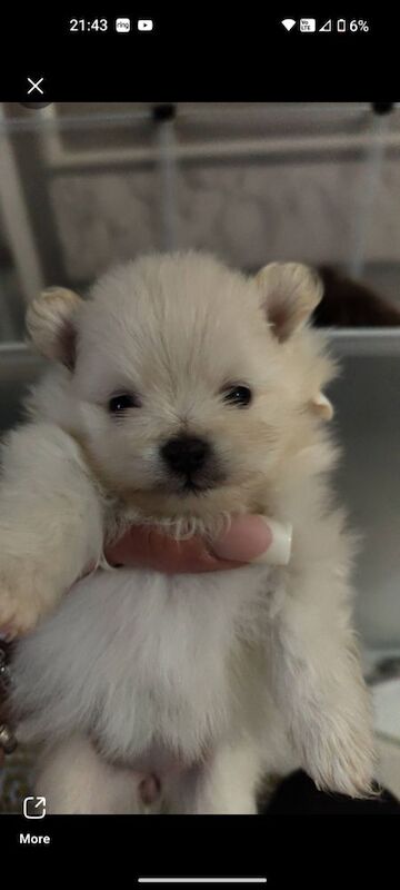 KC registered pom pups