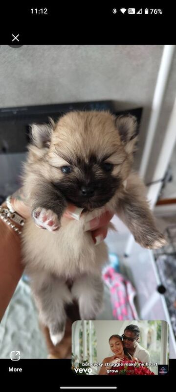 KC registered pom pups - Image 2 of 15