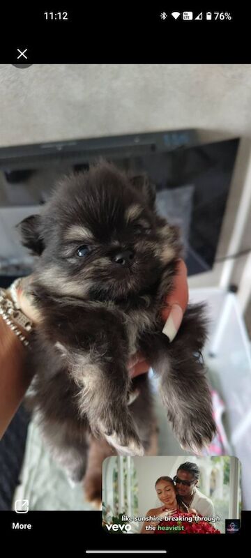 KC registered pom pups - Image 3 of 15