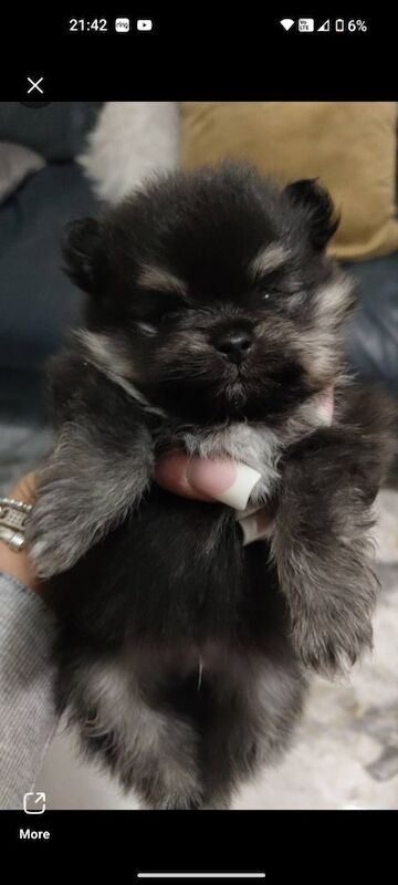 KC registered pom pups - Image 4 of 15
