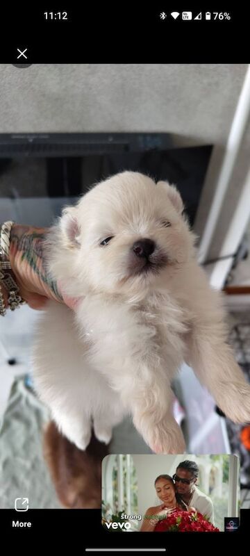 KC registered pom pups - Image 5 of 15