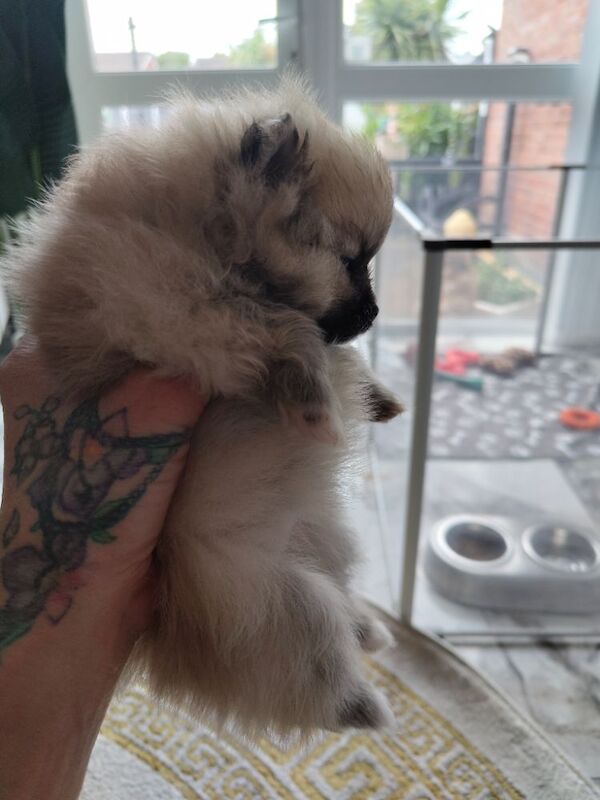 KC registered pom pups - Image 6 of 15