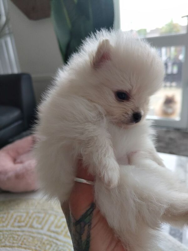 KC registered pom pups - Image 7 of 15