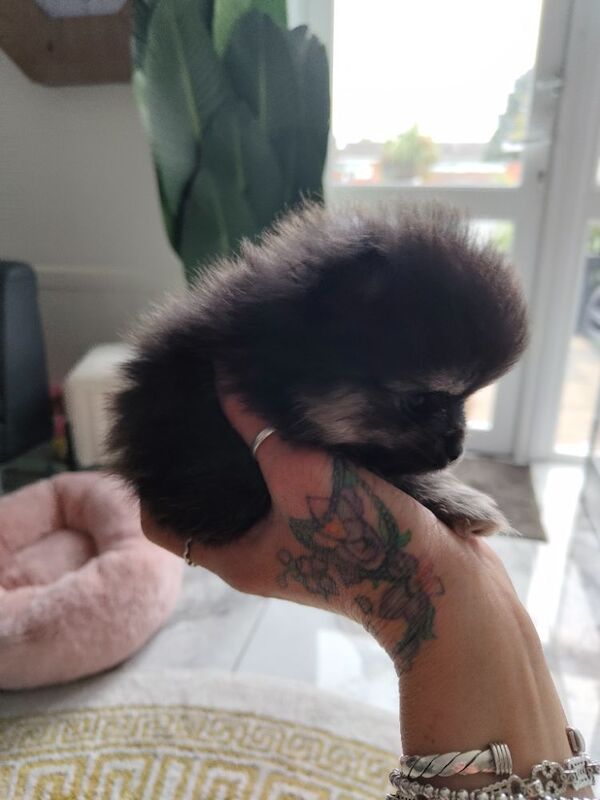 KC registered pom pups - Image 8 of 15
