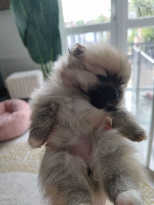 KC registered pom pups - Image 9 of 15