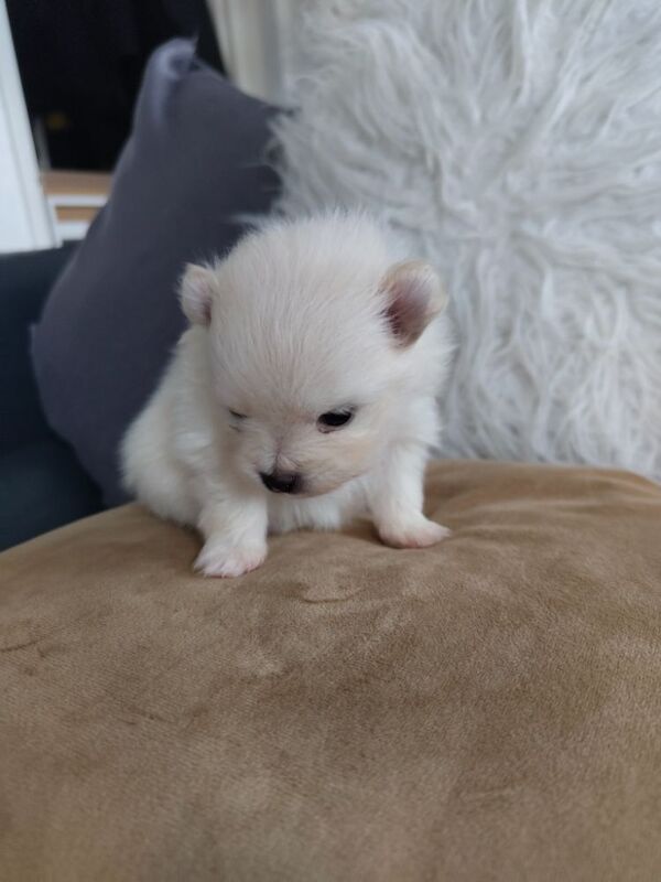 KC registered pom pups - Image 10 of 15
