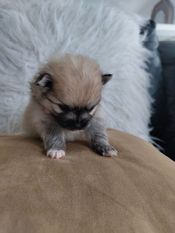 KC registered pom pups - Image 11 of 15