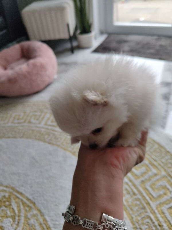 KC registered pom pups - Image 13 of 15