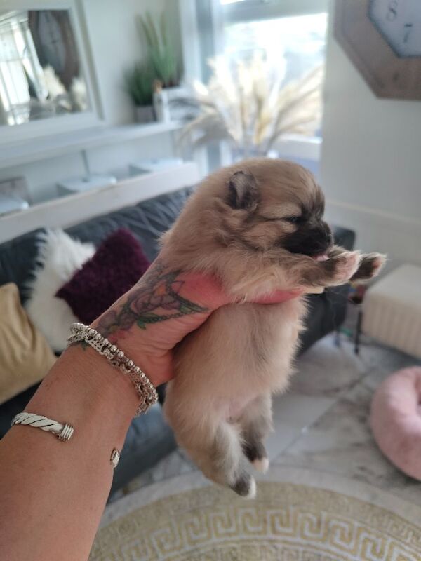 KC registered pom pups - Image 14 of 15