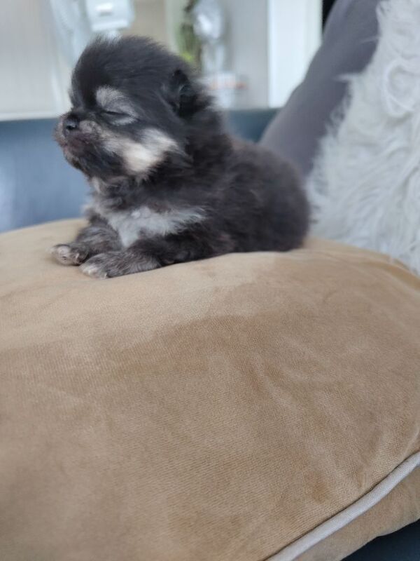 KC registered pom pups - Image 15 of 15