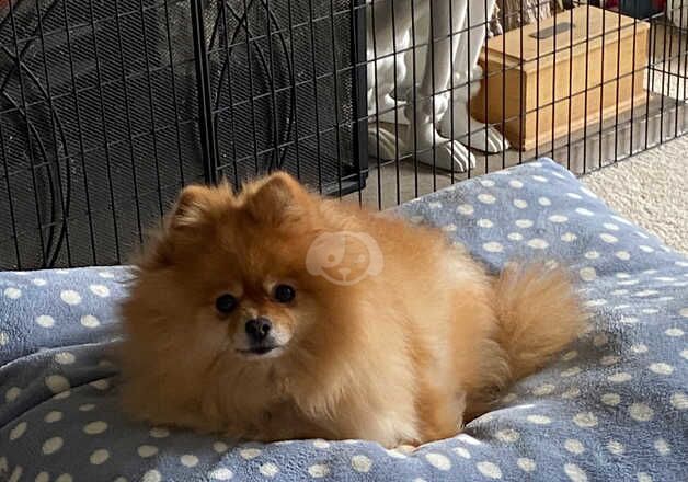 Pomeranian puppies for sale in Bognor Regis, West Sussex – KC registered, 5 years old - Image 2 of 2
