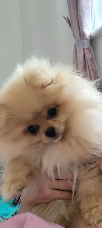 Pomeranian puppies for sale in Cirencester, Gloucestershire – KC registered, 4 months old