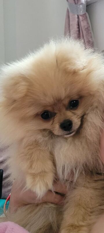 Pomeranian puppies for sale in Cirencester, Gloucestershire – KC registered, 4 months old - Image 2 of 3