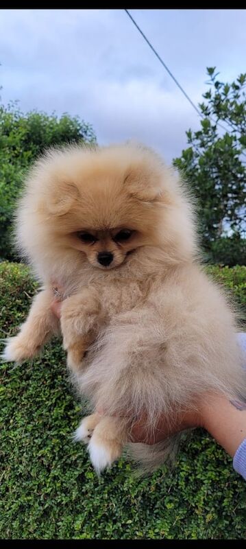 Pomeranian puppies for sale in Cirencester, Gloucestershire – KC registered, 4 months old - Image 3 of 3