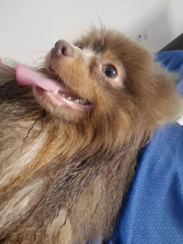 Pomeranian Puppies For Sale