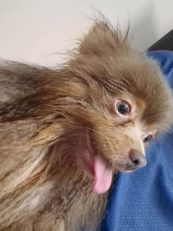 Pomeranian puppies for sale in Worsley, Manchester – KC registered, 2 years old - Image 2 of 4