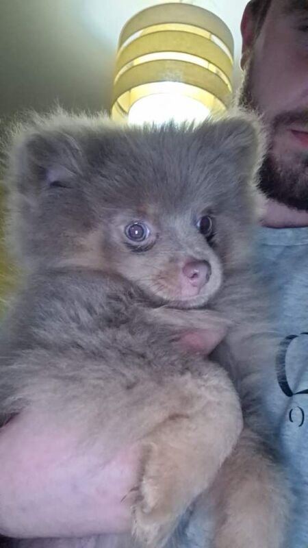 Pomeranian puppies for sale in Worsley, Manchester – KC registered, 2 years old - Image 3 of 4